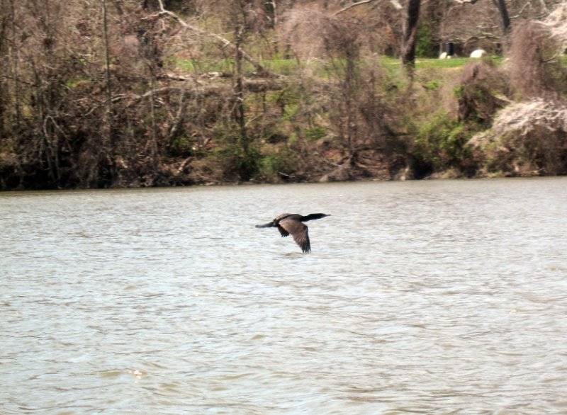 Cormorant in Flight
